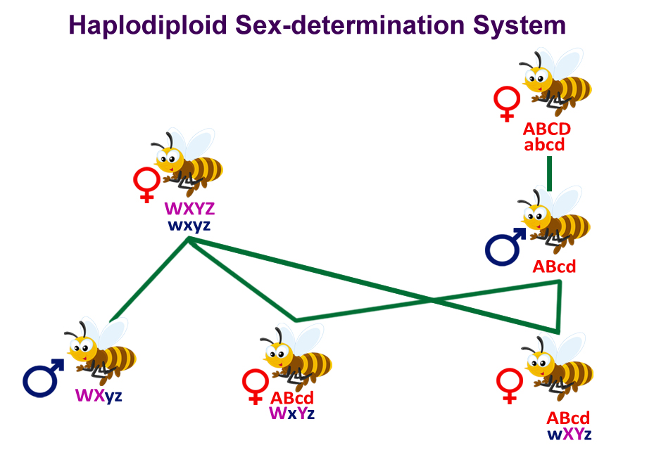 Haplodiploid Sex-determination System
