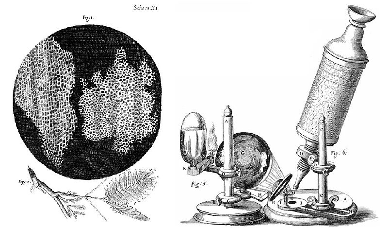 Hooke-Microscope-cork