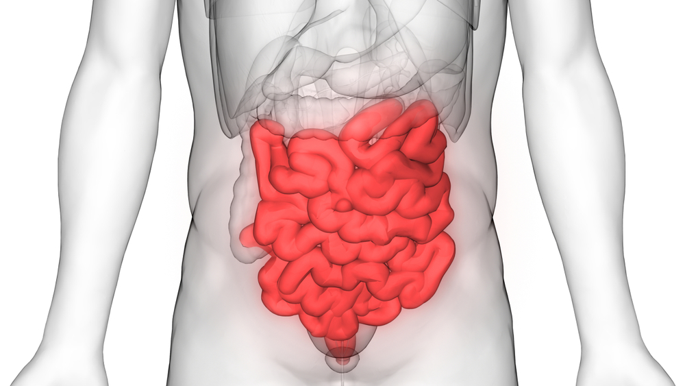 Human Digestive System Small Intestine Anatomy. 3D - Illustration(Magic mine)s