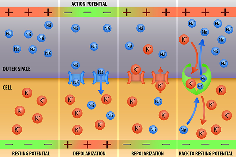Nerve impulse action potential in neuron scheme vector illustration - Vector(extender_01)S
