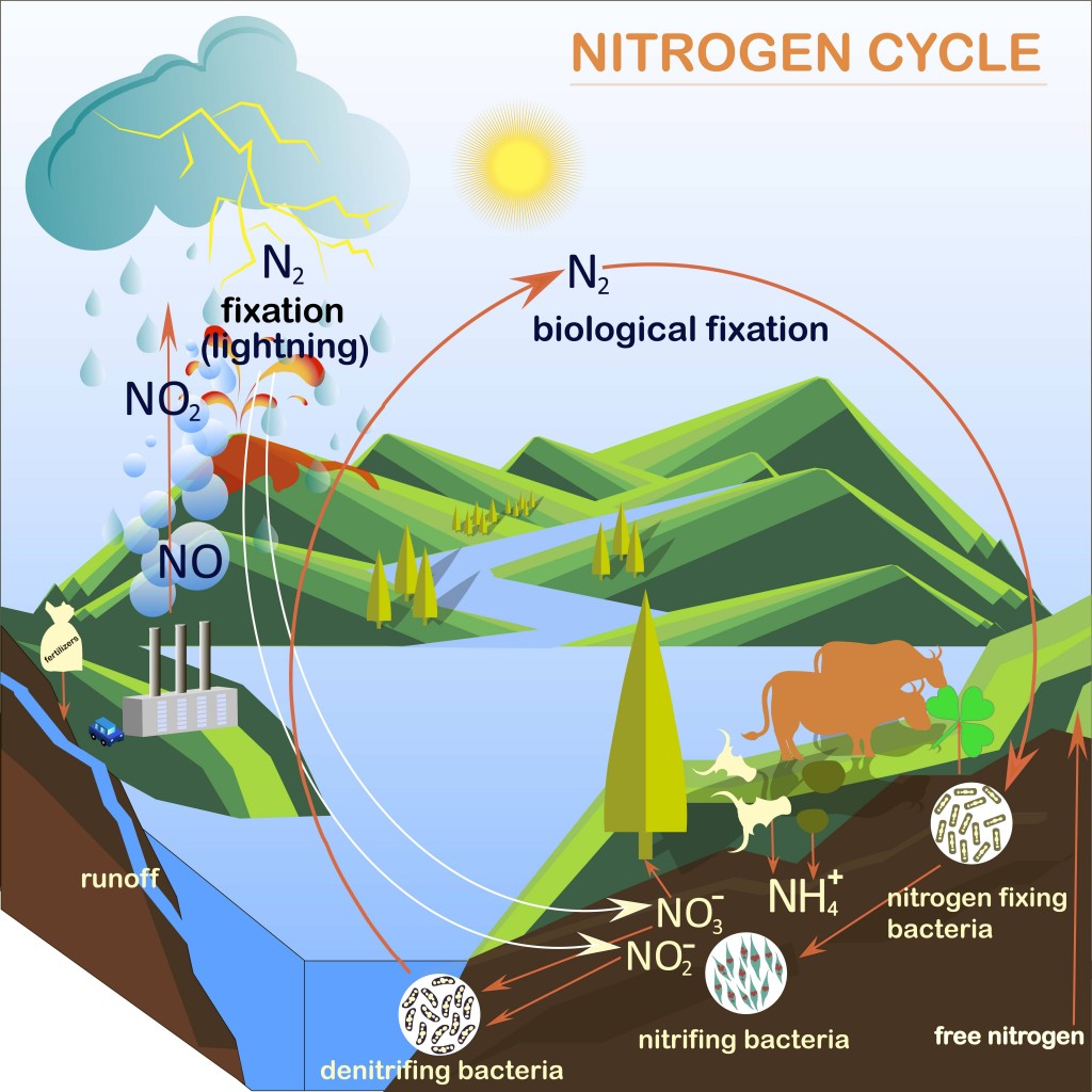 Scheme of the Nitrogen cycle, flats design vector illustration - Vector(danylyukk1)s