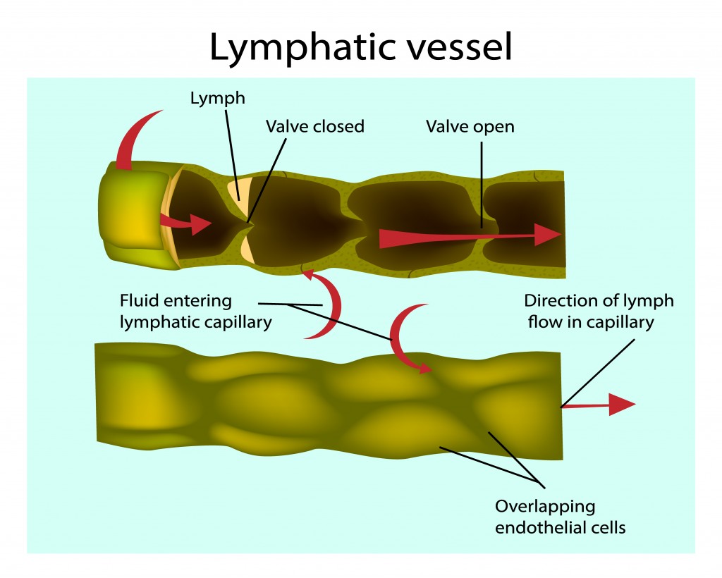Structure of Lymphatic vessels. Longitudinal section of a lymph vessel - Vector(Sakurra)S