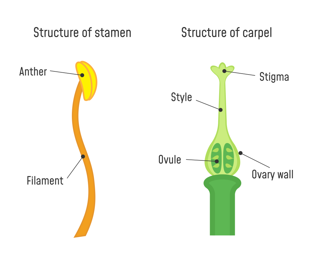 Structure of Stamen and Carpel. Flower part diagram - Illustration( Fancy Tapis)s