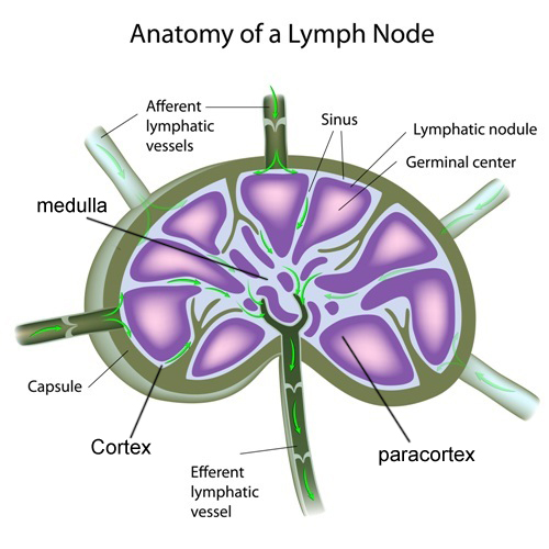 Structure of a lymph node - Vector(Alila Medical Media)s