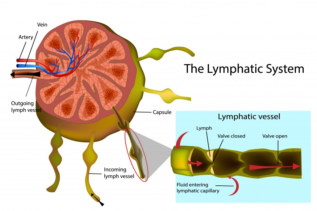 The Lymphatic System. Structure of a Lymph Node and Longitudinal Section of a Lymph Vessel. - Vector(Sakurra)s