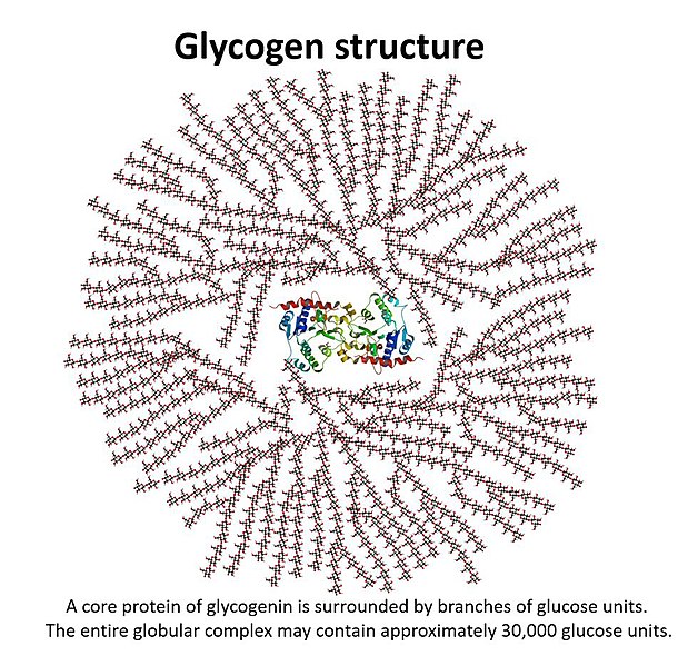 The image shows the structure of glycogen