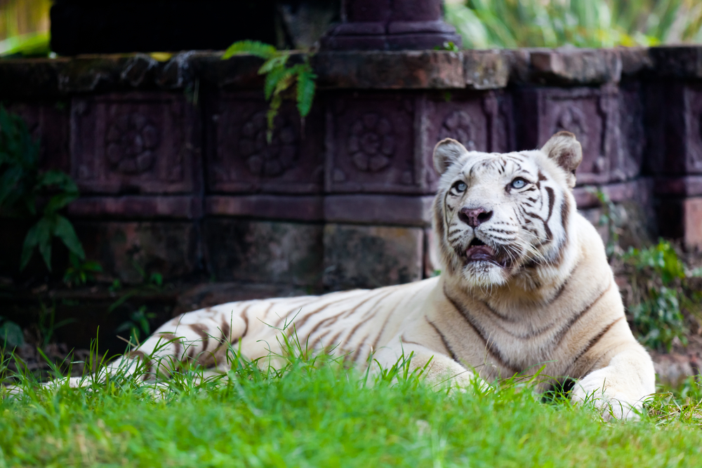White Royal Bengal Tiger - Image(Quinn Martin)s