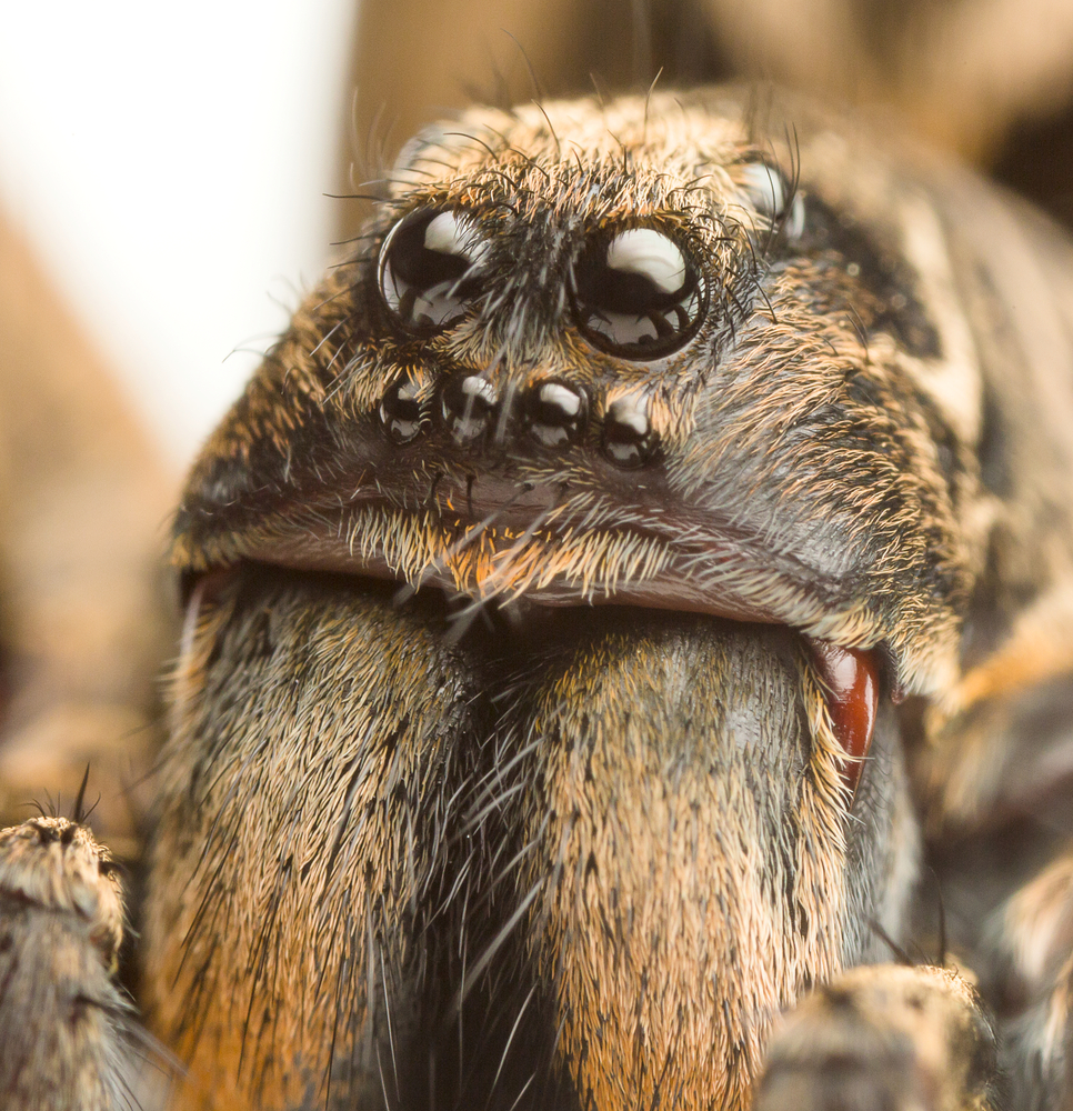 an extreme closeup of a wolf spider - Image( Paul Looyen)S