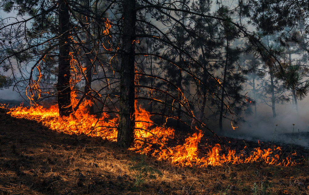 fire. wildfire, burning pine forest in the smoke and flames. - Image(Lumppini)s