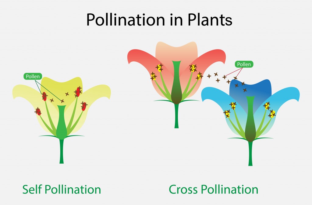 illustration of Biology, Pollination in Plant - Vector(Nasky)s