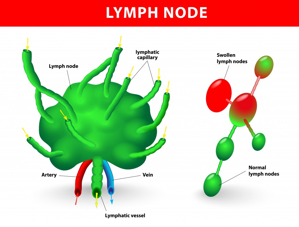 lymph node, lymph gland. Schematic diagram of lymph node showing the flow of lymph(Designua)s
