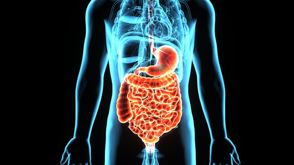 3D illustration human male stomach <a href=