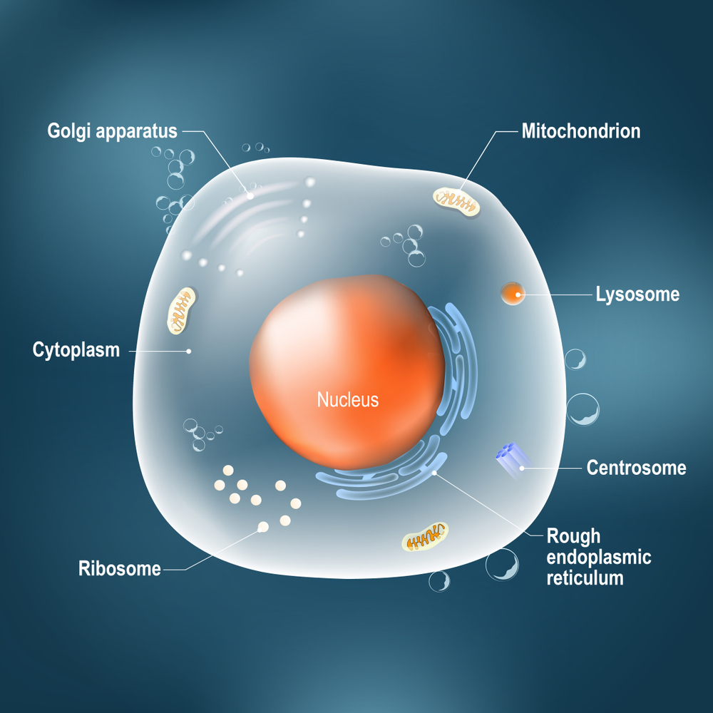 Anatomy of cell. All organelles Nucleus(Designua)s