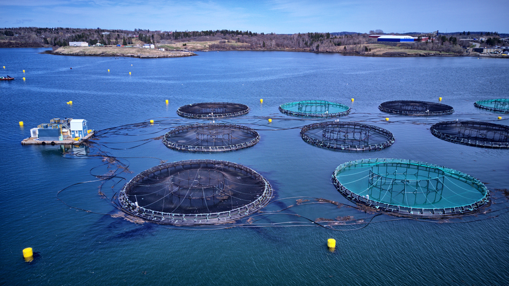 Atlantic salmon aquaculture cage site - Image(leo w kowal)s