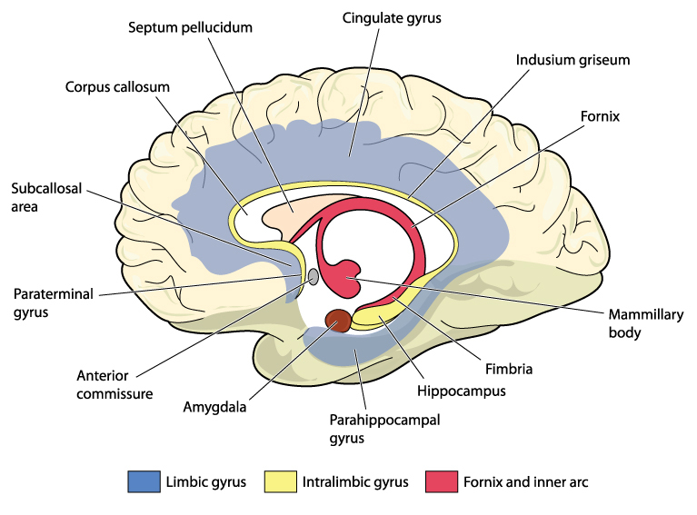 Cross section through the brain showing the <a href=