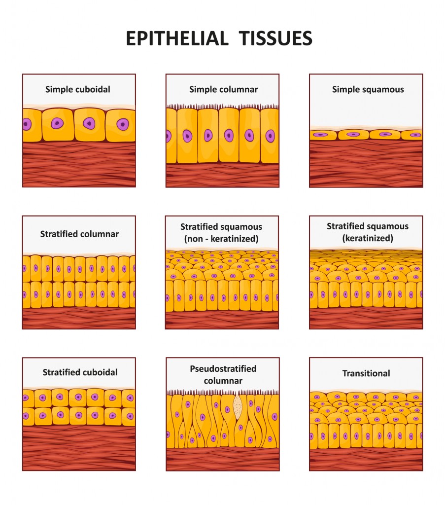 Different types of epithelial tissue collection. - Vector(logika600)s