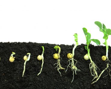 Germination pea sprout in soil - Image(Bogdan Wankowicz)s