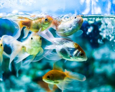 Gold fishes swimming in aquarium tank - Image(RobinsonThomas)s