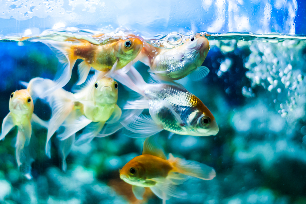 Gold fishes swimming in aquarium tank - Image(RobinsonThomas)s
