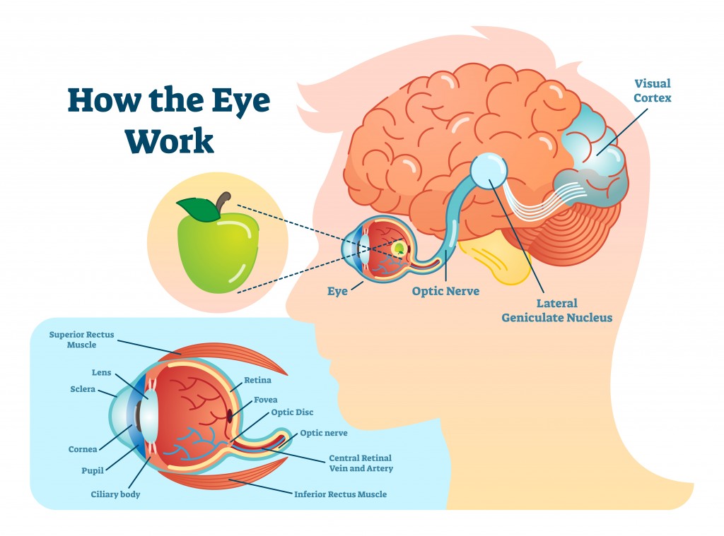 How eye work medical illustration, eye - brain diagram, eye structure and connection with brains(VectorMine)s