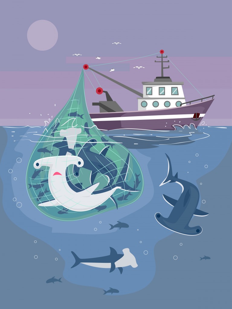 Illustration of Fishing Boat Catching Hammerhead Sharks - Vector( Lorelyn Medina)s