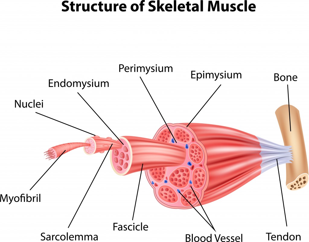 Illustration of Structure Skeletal Muscle Anatomy - Vector(Teguh Mujiono)s
