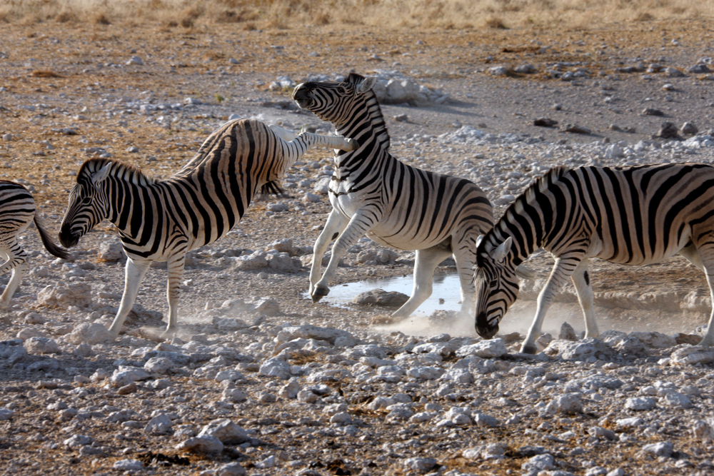 Kicking Zebra (Equus quagga) near a waterhole in Etosha National Park in Namibia - Image( Steve Allen)s