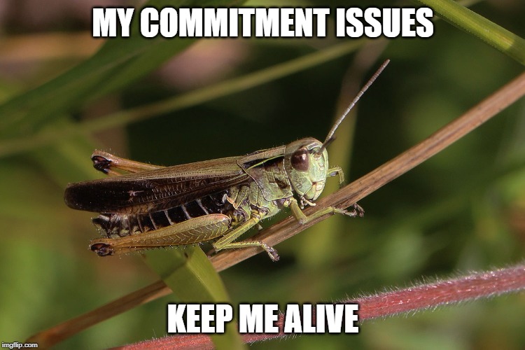Grasshopper Meme 