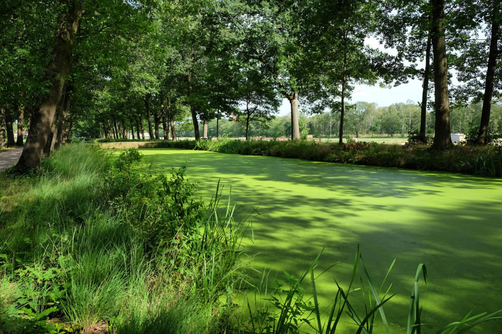 Pond weed eutrophication covering a canal in the Netherlands - Image( Alexandra Glen)s