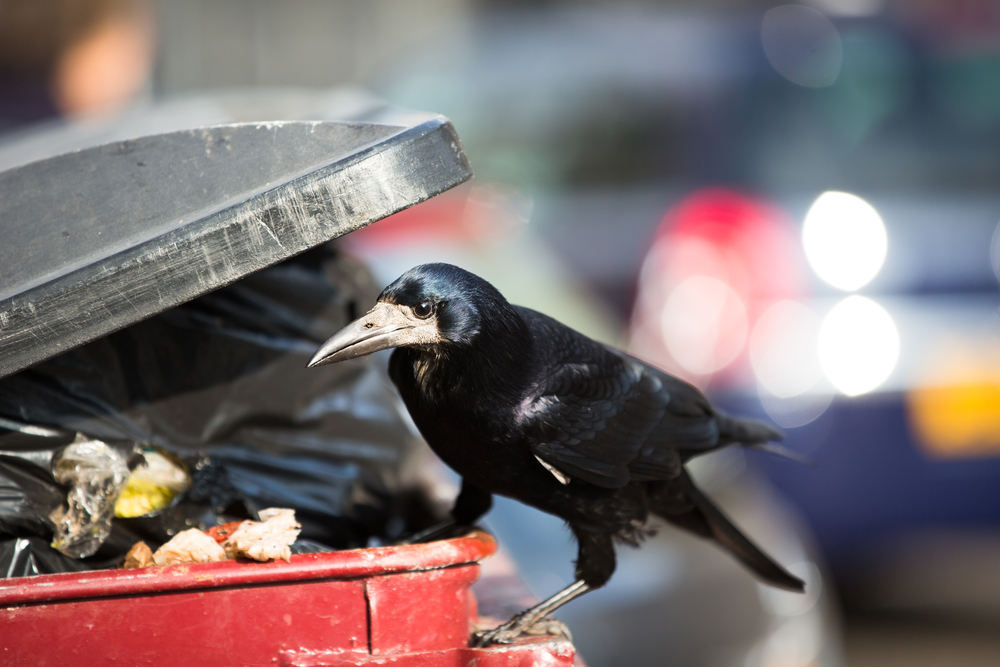 Raven feeding on rubbish in a city(l i g h t p o e t)s