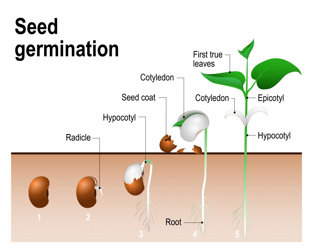 Seed germination. - Vector(Designua)s