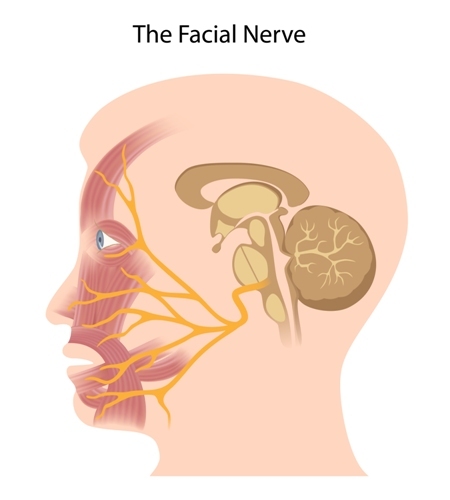 The facial nerve - Vector( Alila Medical Media)s