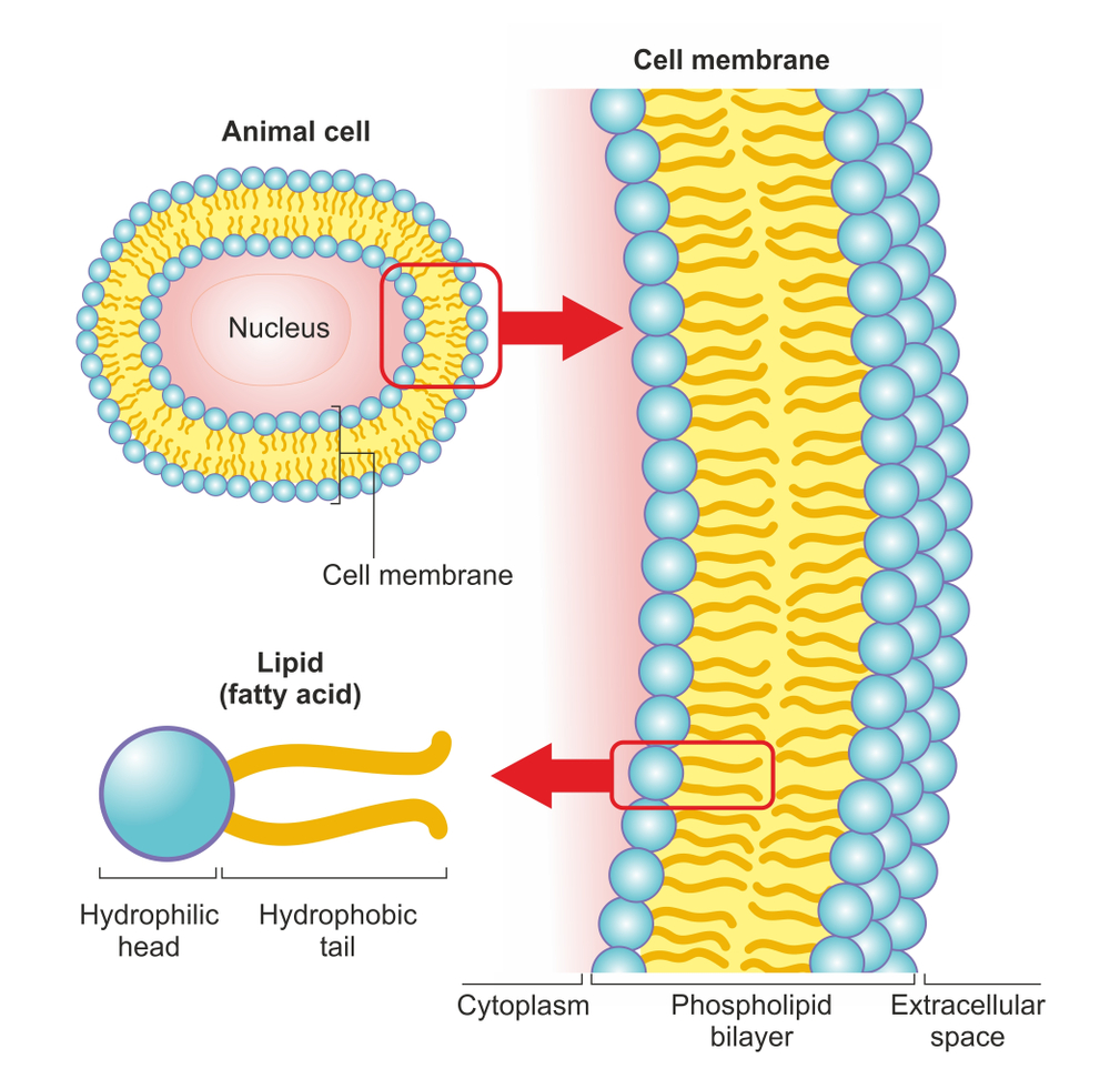 The phospholipid bilayer of an animal cell is a thin membrane made of two layers of lipid molecules( Soleil Nordic)s