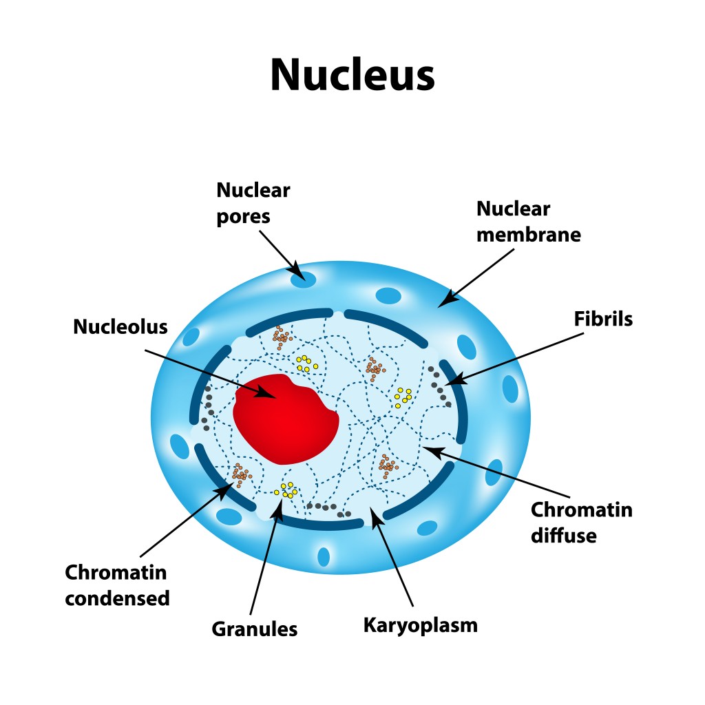 The structure of the human cell nucleus. Infographics. Vector illustration on isolated background. - Vector(Timonina)s