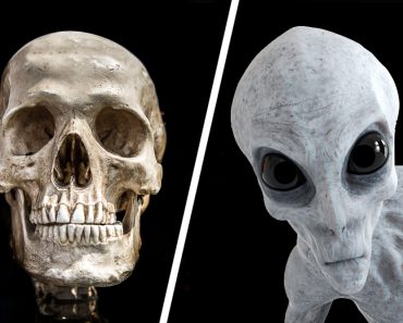 alien and human scull