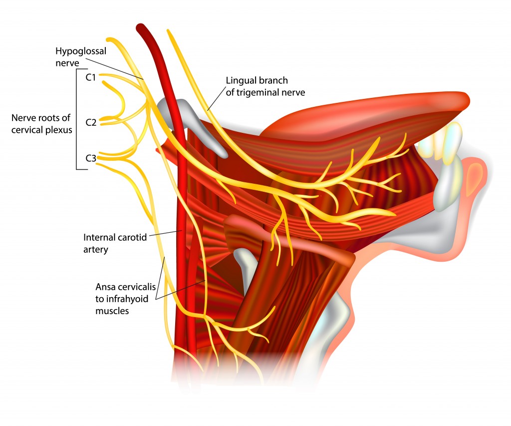 hypoglossal nerve. Ansa hypoglossi and muscles supplied by the hypoglossal nerve. - Vector(Sakurra)S