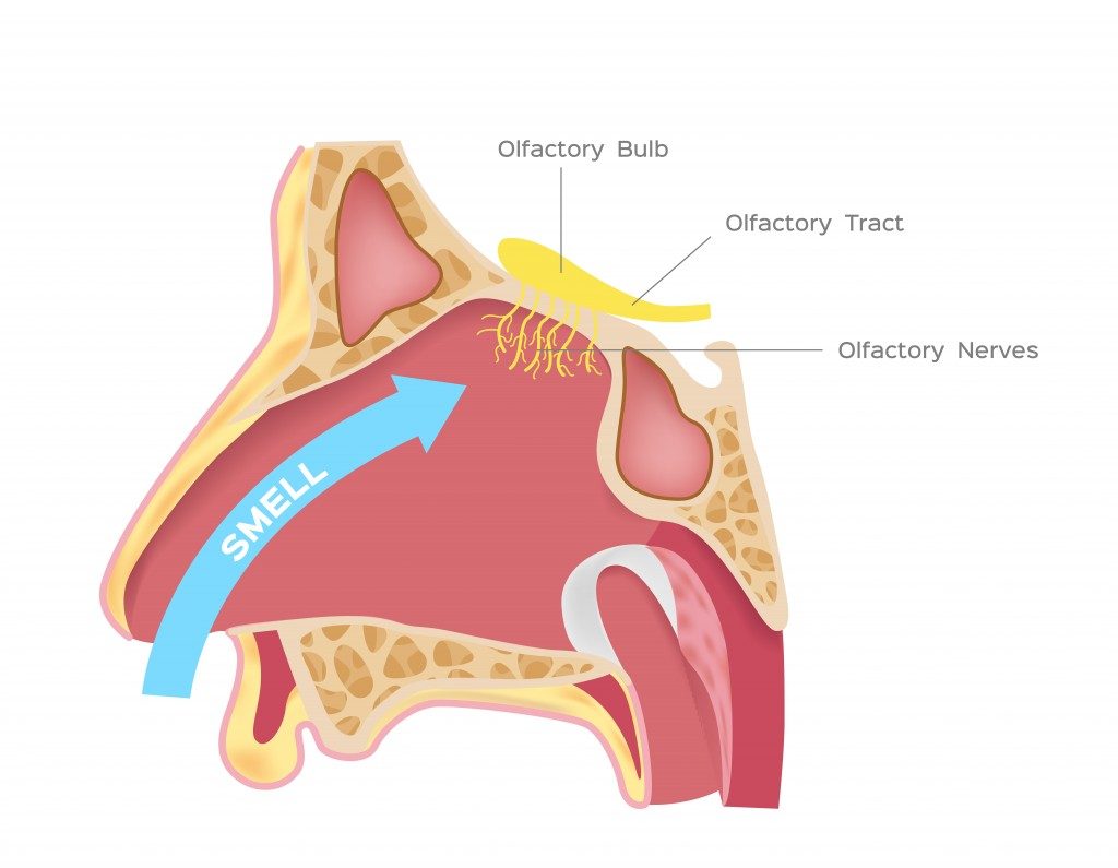 nasal receptors olfactory bulb vector - Vector( gritsalak karalak)s