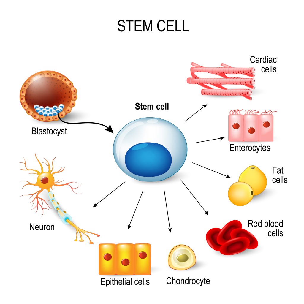 stem cells. These inner cell mass from a blastocyst. These stem cells can become any tissue in the body(Designua)S