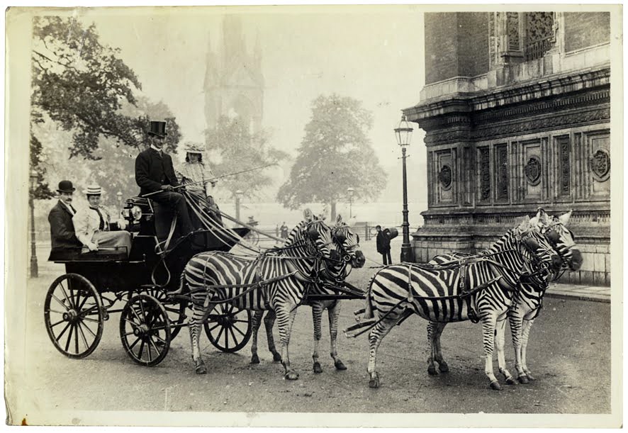 zebra carriage