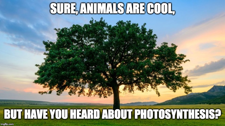 sure animals are cool meme