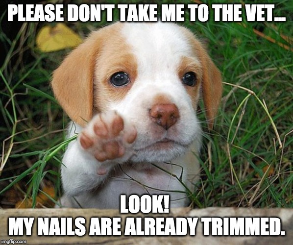 please dont take me to the vet meme