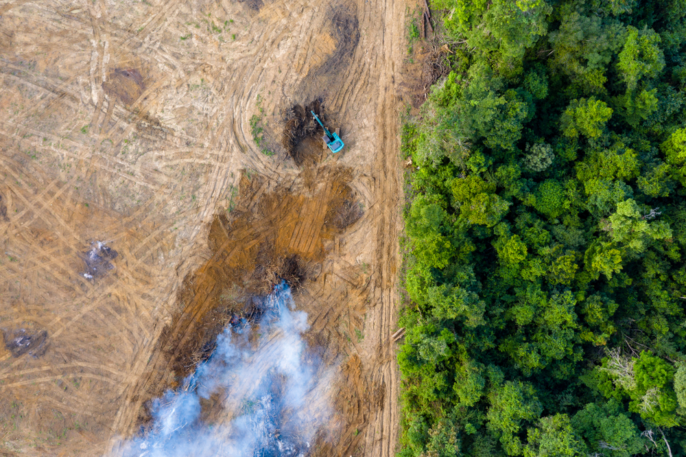 Aerial view of deforestation( Richard Whitcombe)s