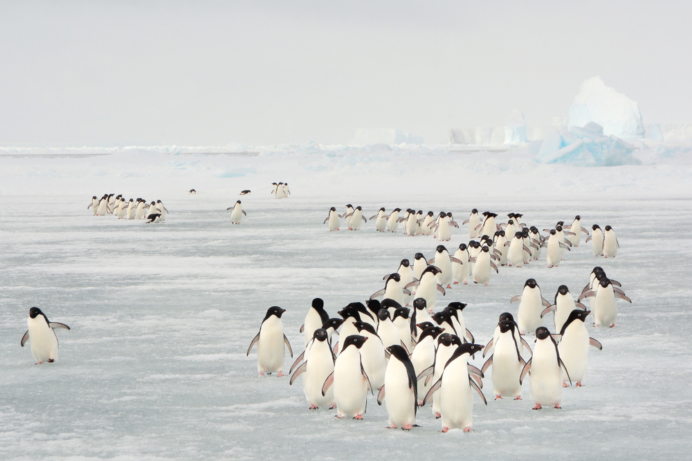 Annual migration of penguin in South Orkney Islands( Ivan Hoermann)s - Copy