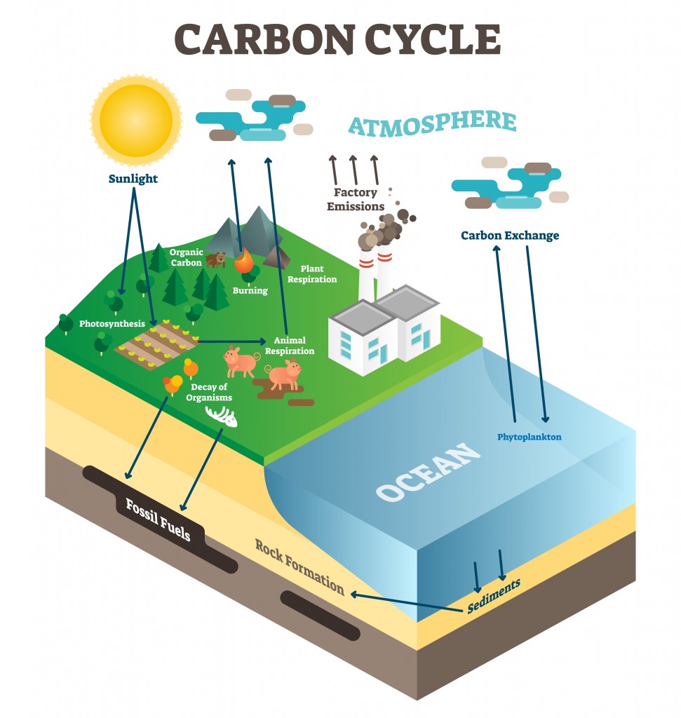 Atmosphere carbon exchange cycle in nature, planet earth ecology science vector illustration diagram(VectorMine)s