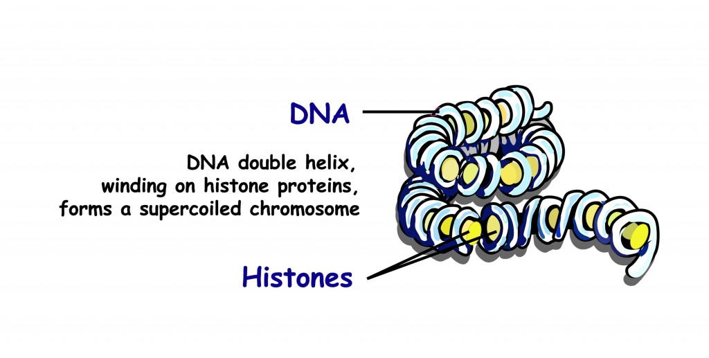 Double helix of DNA spilling onto histone proteins forms a superspread chromosome(Zvitaliy)s