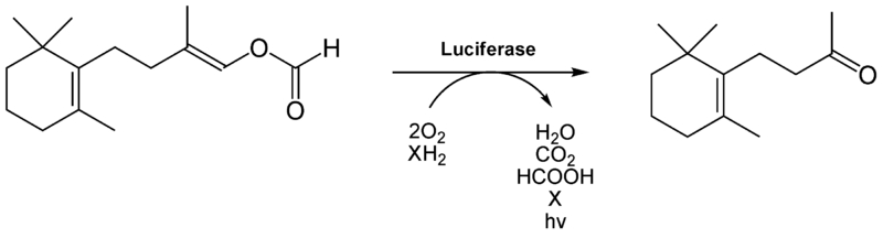 The Luciferase reaction.