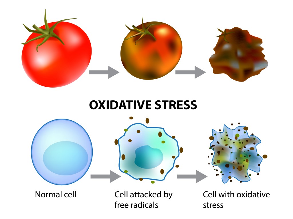Oxidative stress and cellular aging. Free Radicals(Sakurra)s