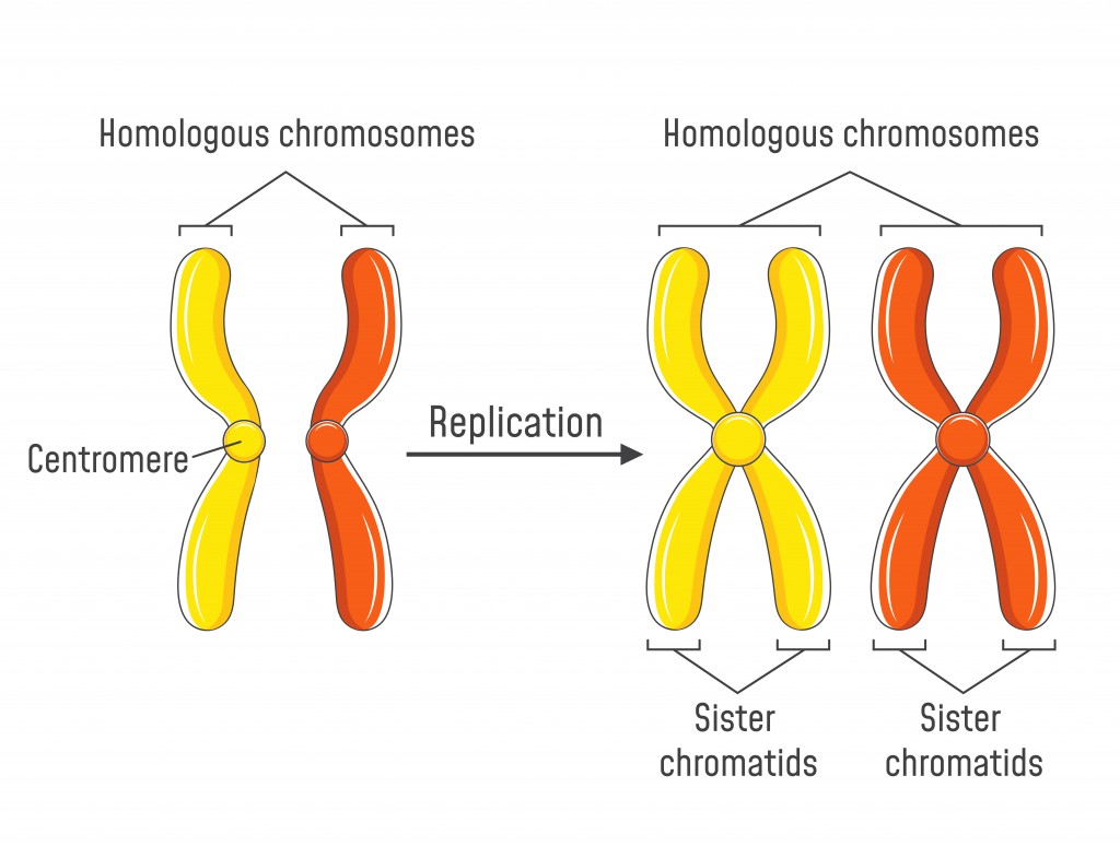 Pair of homologous chromosomes and chromatids( Fancy Tapis)s