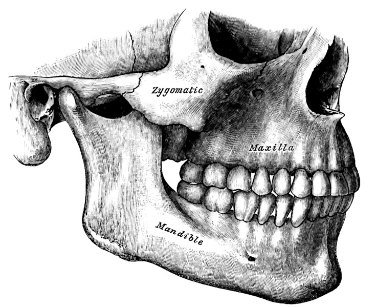 Side view of the teeth and jaws.