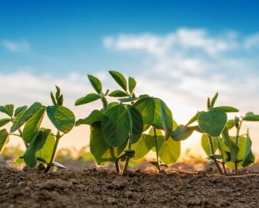 Small soybean plants growing in row in cultivated field(igorstevanovic)s